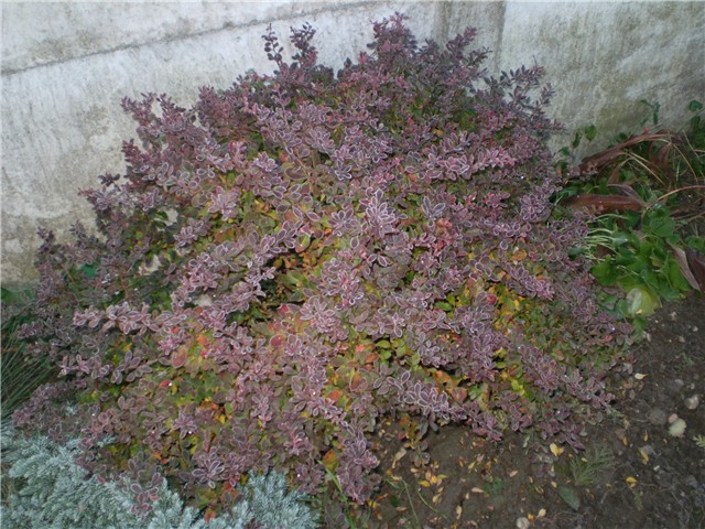 berberis